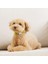 Pet Baskı Köpek Sevimli Karikatür Yaka (Yurt Dışından) 3