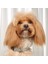 Küçük ve Orta Boy Köpekler Için Köpek Buzlu Pet Yaka (Yurt Dışından) 1