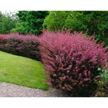TNC Garden Groups Kırmızı Berberis – Kadın Tuzluğu – Berberis Thunbergii 3 Adet