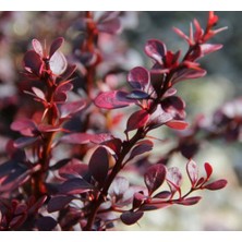TNC Garden Groups Kırmızı Berberis – Kadın Tuzluğu – Berberis Thunbergii 3 Adet