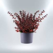 TNC Garden Groups Kırmızı Berberis – Kadın Tuzluğu – Berberis Thunbergii 3 Adet