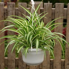 Kurdele Çiçeği – Chlorophytum Comosum 5 Adet