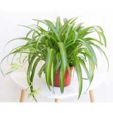Kurdele Çiçeği – Chlorophytum Comosum 5 Adet