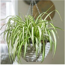 Kurdele Çiçeği – Chlorophytum Comosum 5 Adet