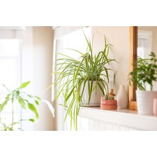 Kurdele Çiçeği – Chlorophytum Comosum 5 Adet