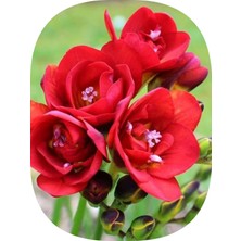 Tropik Tarım 15 Adet Kırmızı Frezya Çiçeği Soğanı Katmerli Mis Kokulu