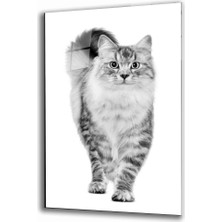 Miray Life Kedi Hayvan Cam Tablo
