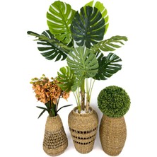 Biçiçek Luxury Üçlü Set Monstera Orkide ve Şimşir Bitkisi