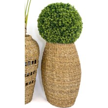 Biçiçek Luxury Üçlü Set Monstera Orkide ve Şimşir Bitkisi