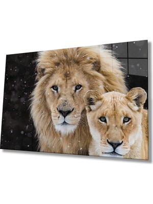 Miray Life Aslan Cam Tablo