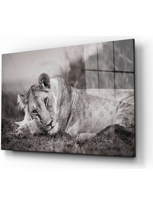 Miray Life Aslan Cam Tablo