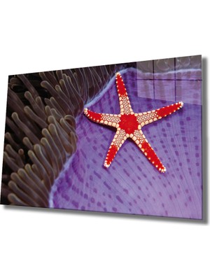 Miray Life Deniz Yıldızı Cam Tablo Starfish