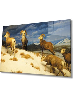 Miray Life Keçi  Hayvan Cam Tablo