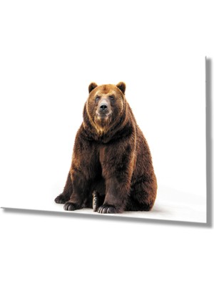 Miray Life Ayı Hayvan Cam Tablo