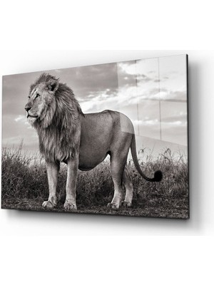 Miray Life Aslan Cam Tablo