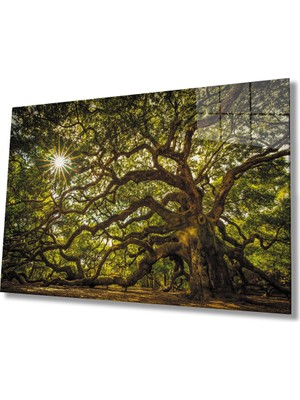 Miray Life Ağaç Orman Güneş Yeşil Cam Tablo