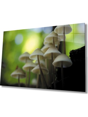 Miray Life Mantar Bitki Yeşil Cam Tablo