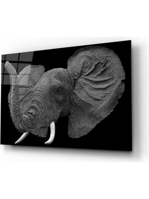 Miray Life Fil  Hayvan Cam Tablo