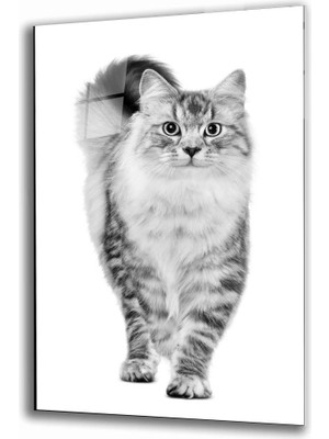 Miray Life Kedi Hayvan Cam Tablo