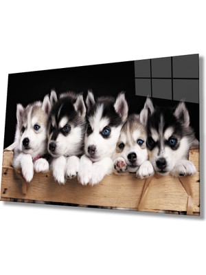 Miray Life Mavi Gözlü Köpekler Cam Tablo