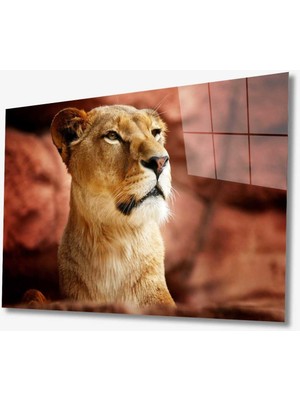 Miray Life Aslan Cam Tablo