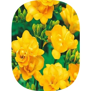 Tropik Tarım 10 Adet Sarı Frezya Çiçeği Soğanı Katmerli Mis Kokulu