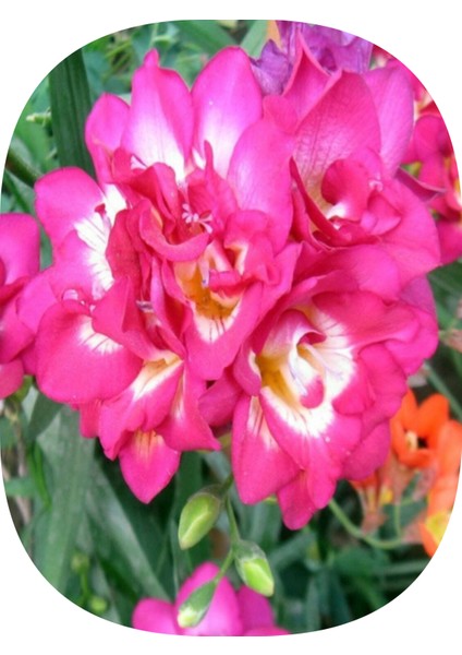 20 Adet Pembe Frezya Çiçeği Soğanı Katmerli Mis Kokulu