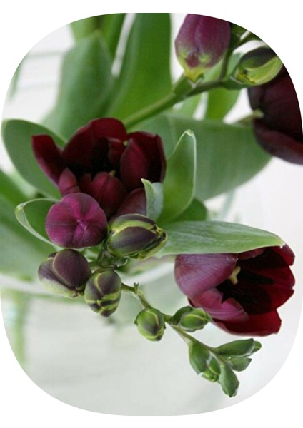 35 Adet Bordo Frezya Çiçeği Soğanı Katmerli Mis Kokulu