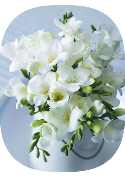 50 Adet Beyaz Frezya Çiçeği Soğanı Katmerli Mis Kokulu