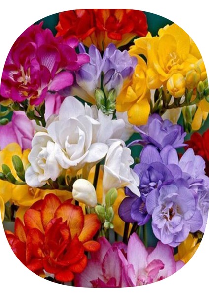 50 Adet Karışık Renk Frezya Çiçeği Soğanı Katmerli Mis Kokulu