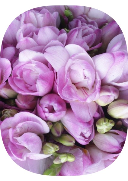 30 Adet Lila Frezya Çiçeği Soğanı Katmerli Mis Kokulu