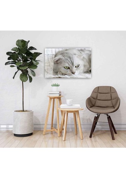 Kedi Cam Tablo fiyatları