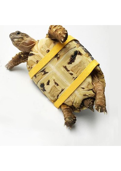 Emniyet Kayışı Yürüyüşı (Yurt Dışından) modelleri