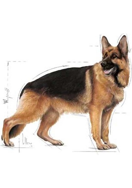 Maxi Adult Yetişkin Köpek Maması 15 kg fiyatları