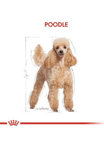 Poodle Adult Yetişkin Köpek Maması 3 kg modelleri