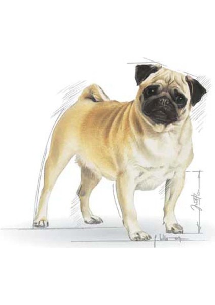 Pug Adult Köpek Maması 1.5 kg modelleri