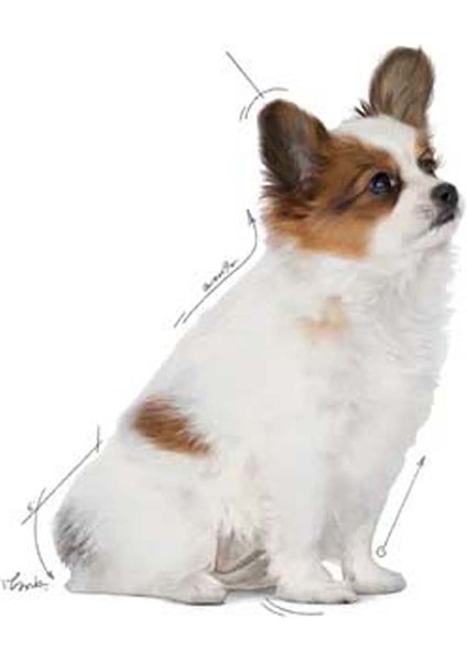 Xsmall Puppy Yavru Köpek Maması 3 kg fırsatları