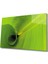 Yeşil Yaprak Cam Tablo Green Leaf 1