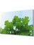Yeşil Yapraklar Green Leaves 1