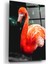Flamingo Cam Tablo 1