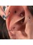 12 mm Silver Cerrahi Çelik Düz Halka Helix Piercing Lob Kıkırdak Rook Daith Conch 4