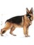 Maxi Adult Yetişkin Köpek Maması 15 kg 2