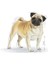 Pug Adult Köpek Maması 1.5 kg 3