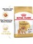 Pomeranian Adult Yetişkin Köpek Maması 1.5 kg 1