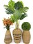 Luxury Üçlü Set Monstera Orkide ve Şimşir Bitkisi 1