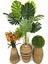 Luxury Üçlü Set Monstera Orkide ve Şimşir Bitkisi 2