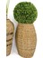 Luxury Üçlü Set Monstera Orkide ve Şimşir Bitkisi 4