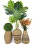 Luxury Üçlü Set Monstera Orkide ve Şimşir Bitkisi 5