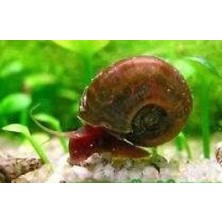 Tropikal Ramshorn Salyangoz 5 Adet Karışık Renk