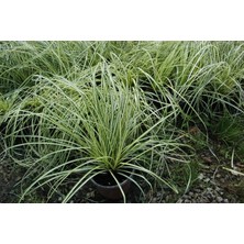 TNC Garden Groups Carex Evergold 30 Adet - Çok Yıllık Otsu Bitki